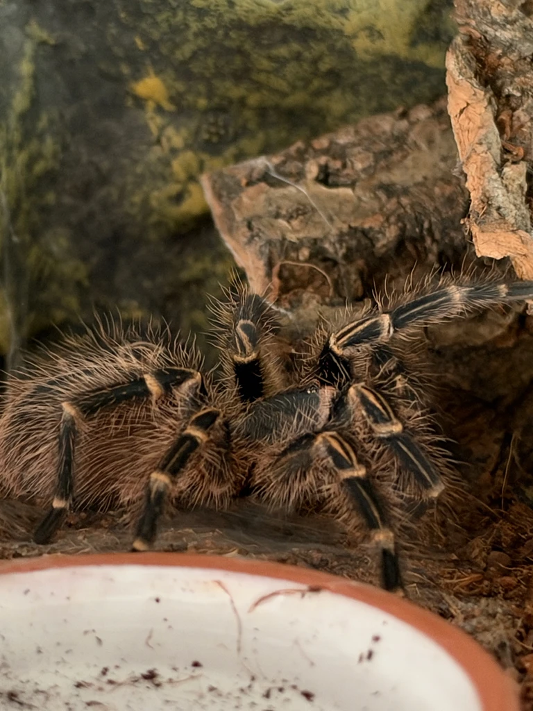 Håriga tarantula med svartbruna ben och ljusa ränder vid lederna sitter i ett terrarium vid en korkbit och en terrakottaskål.