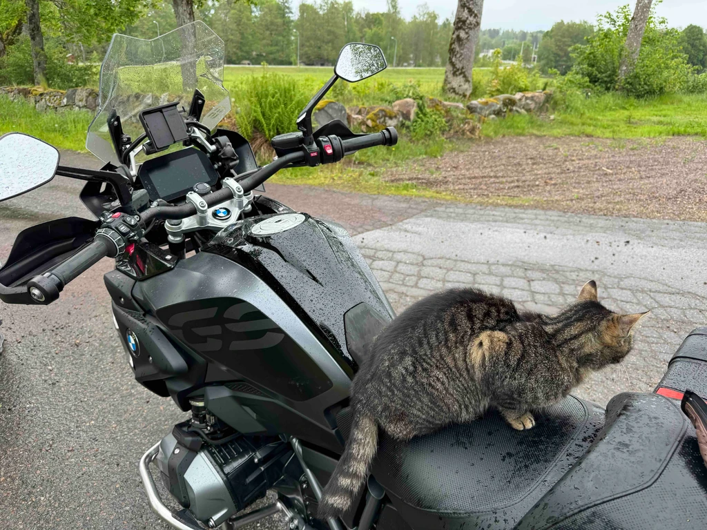 Strimmig katt sitter på sätet till en blöt svart BMW GS-motorcykel på en asfalterad väg, med grönska och en äng i bakgrunden.