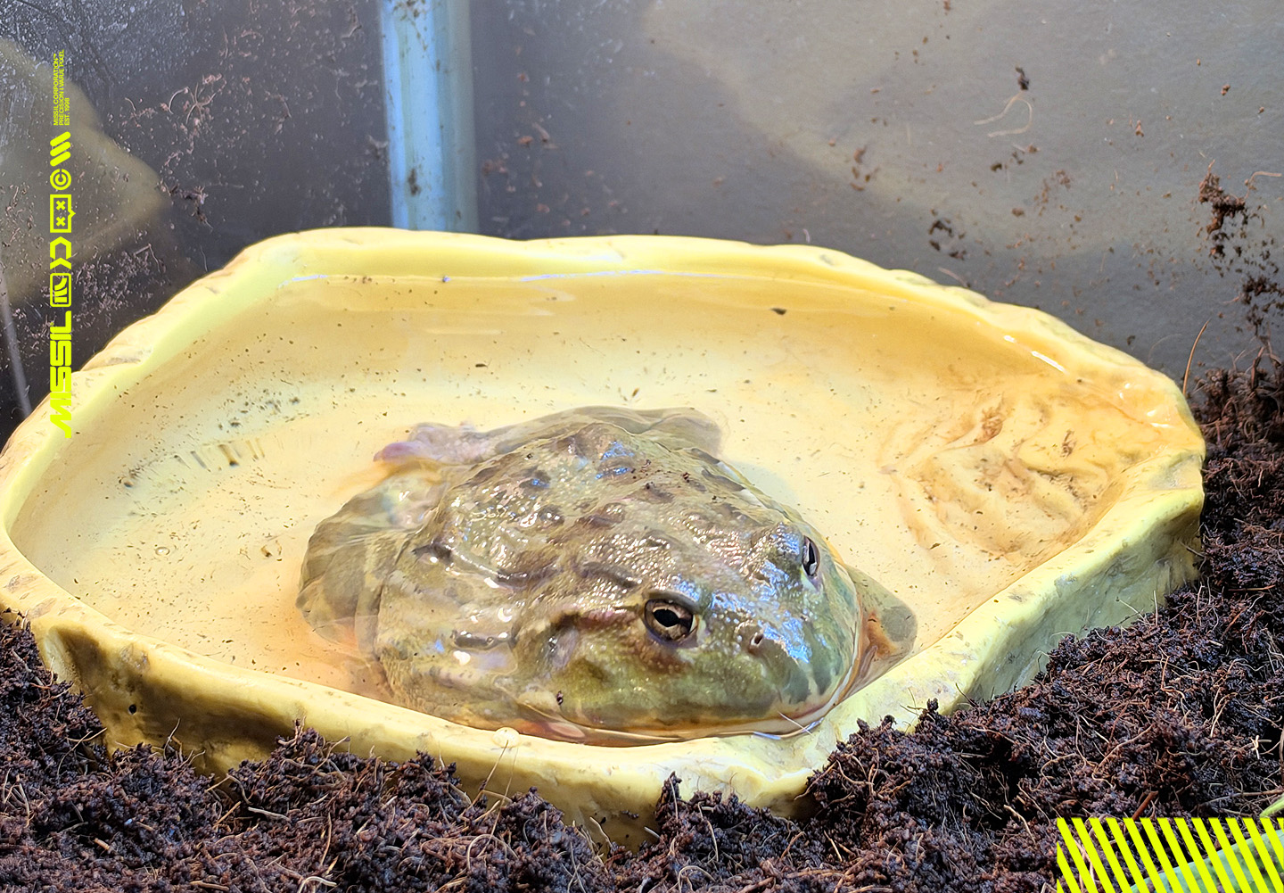 En stor grön groda ligger nästan helt under vatten i en gul vattenskål i ett terrarium, omgiven av mörk jord.